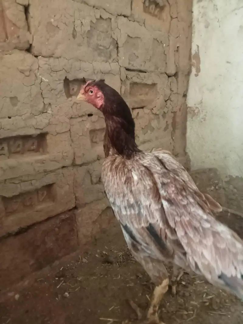 aseel hen — photo 3