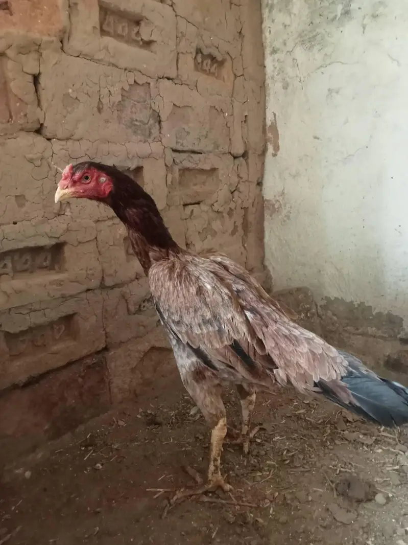 aseel hen — photo 4