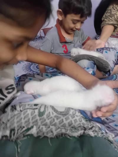 پرشین کیٹ کے کٹن 03251230030