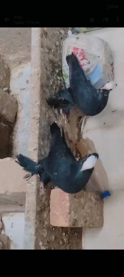Black Mukhi Pair, Sherazi Pair, Magpie pair