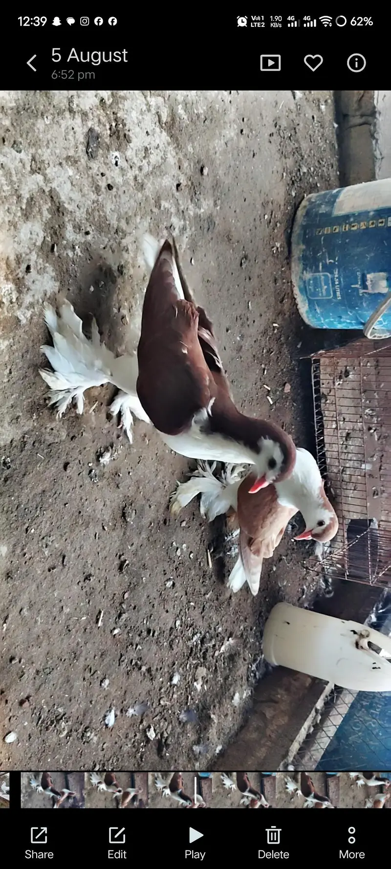 Black Mukhi Pair, Sherazi Pair, Magpie pair — photo 7