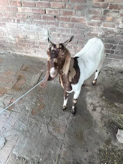 sindhi bakri