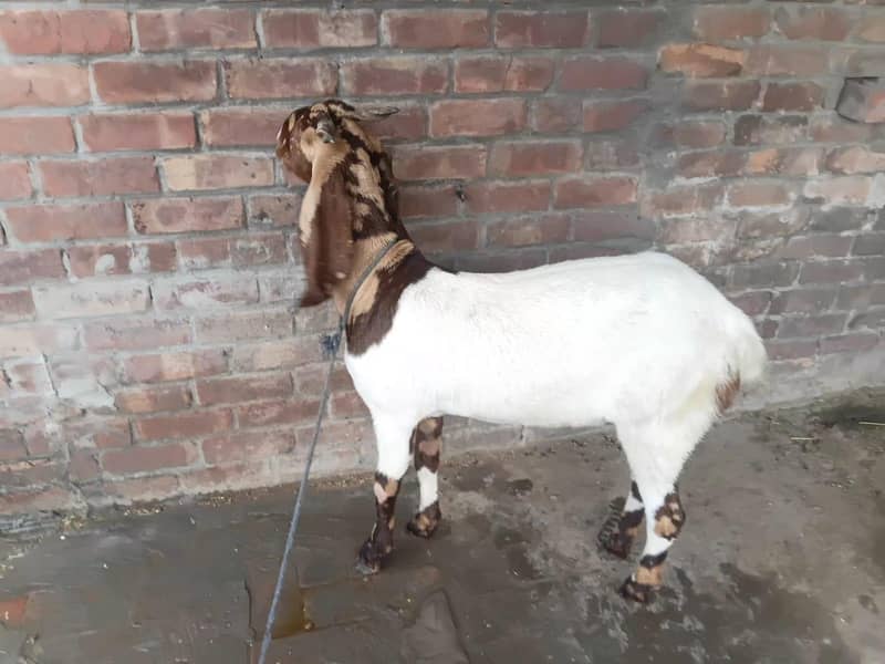 sindhi bakri 1