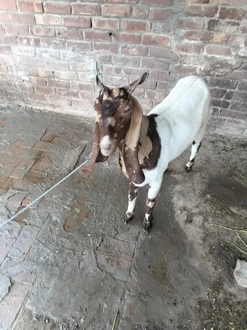 sindhi bakri — photo 3