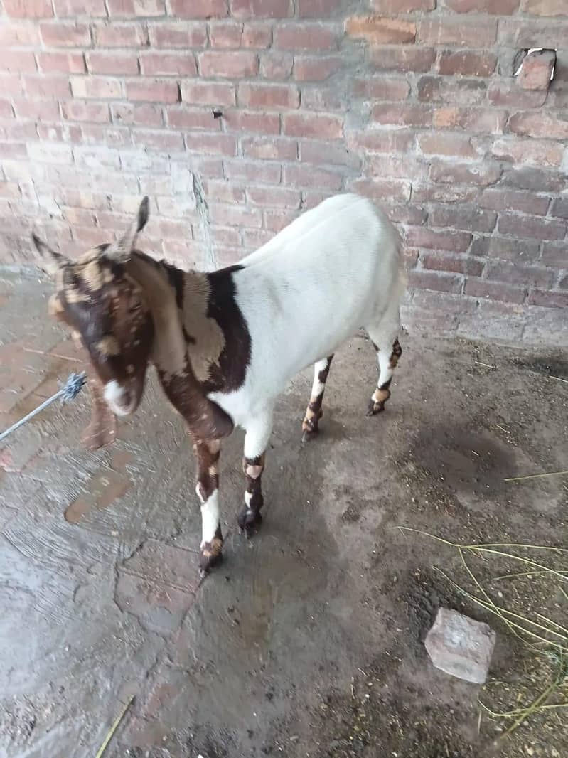 sindhi bakri 3