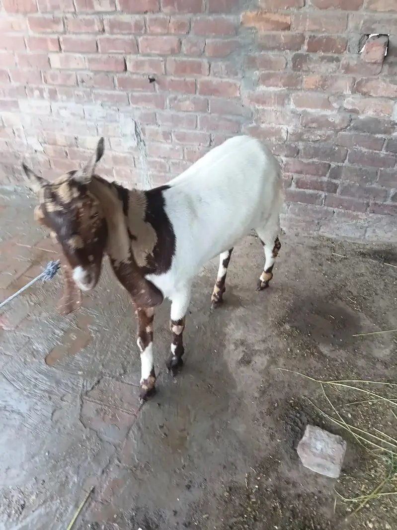 sindhi bakri — photo 4