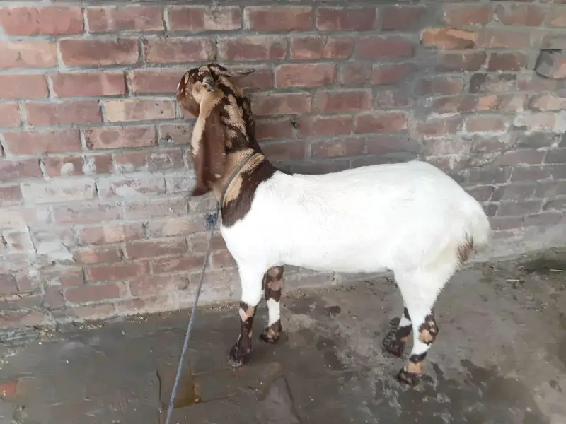 sindhi bakri — photo 5
