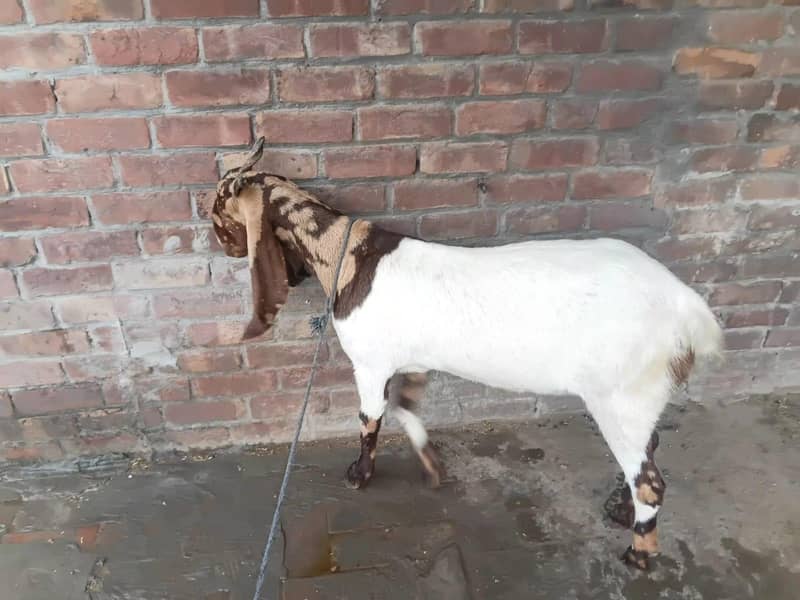 sindhi bakri 5