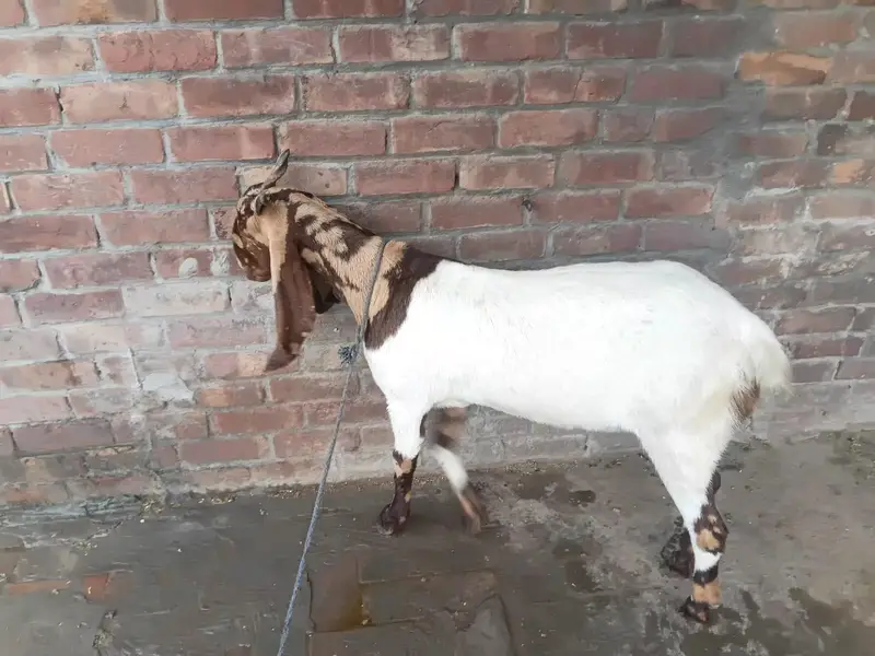 sindhi bakri — photo 6