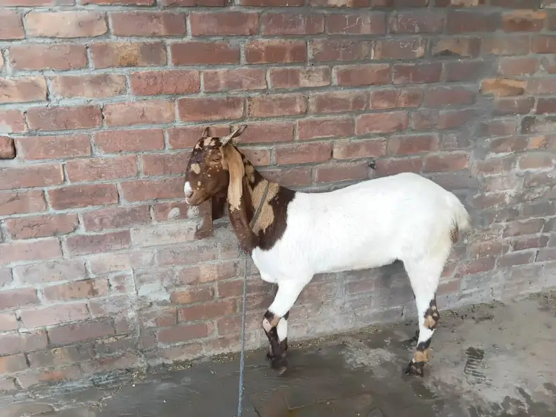 sindhi bakri — photo 7