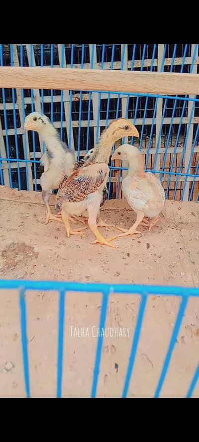  Pure Shamo Aseel Chicks For Sale! 