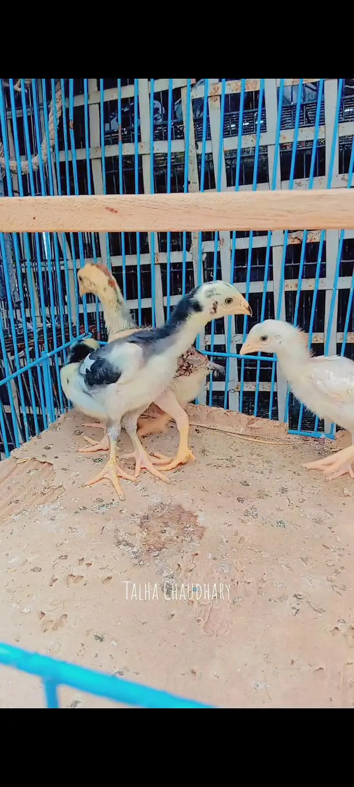  Pure Shamo Aseel Chicks For Sale!  — photo 2