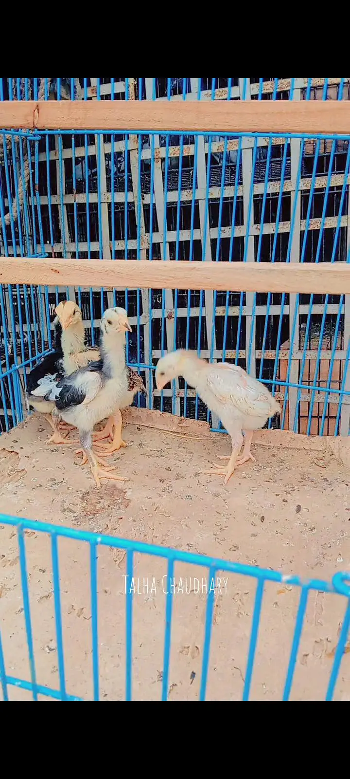  Pure Shamo Aseel Chicks For Sale!  — photo 3