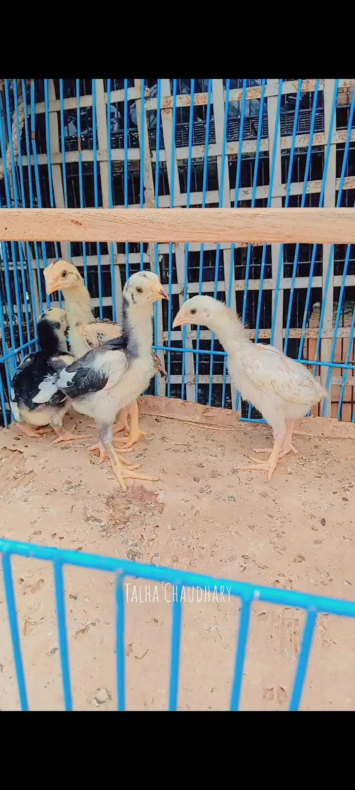  Pure Shamo Aseel Chicks For Sale!  — photo 4