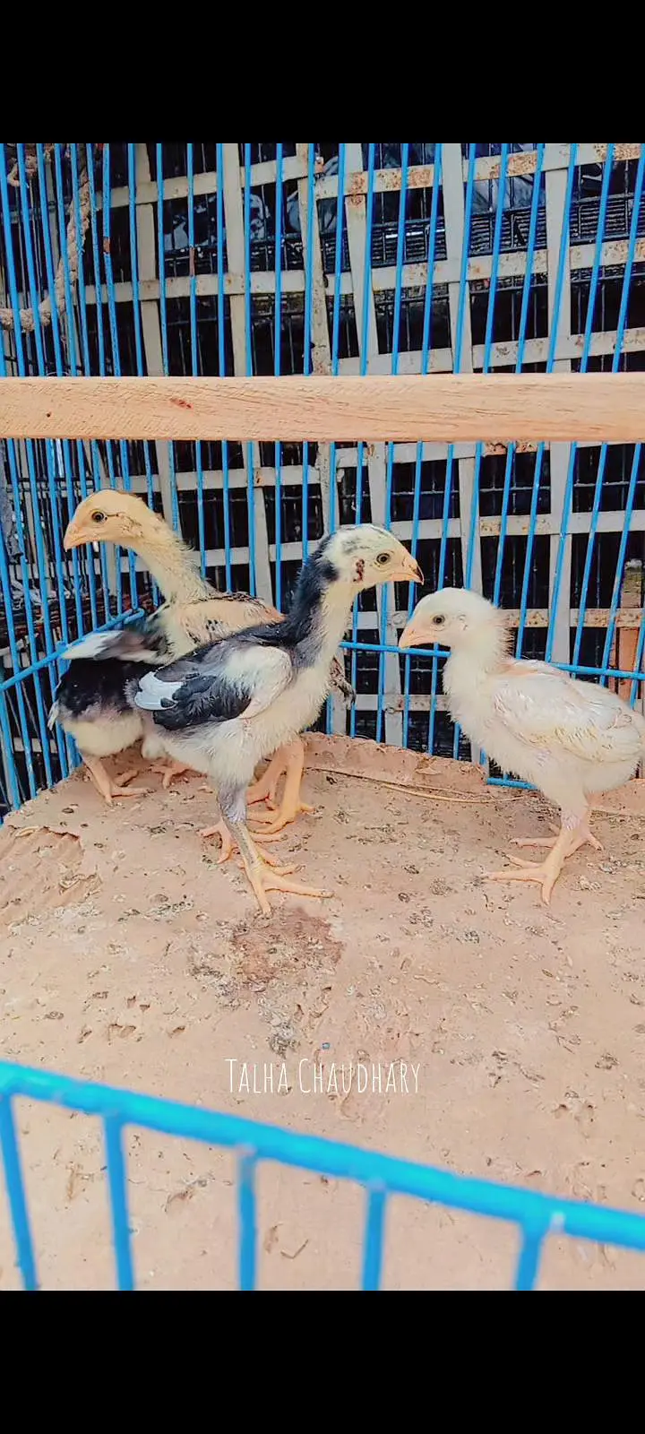  Pure Shamo Aseel Chicks For Sale!  — photo 5