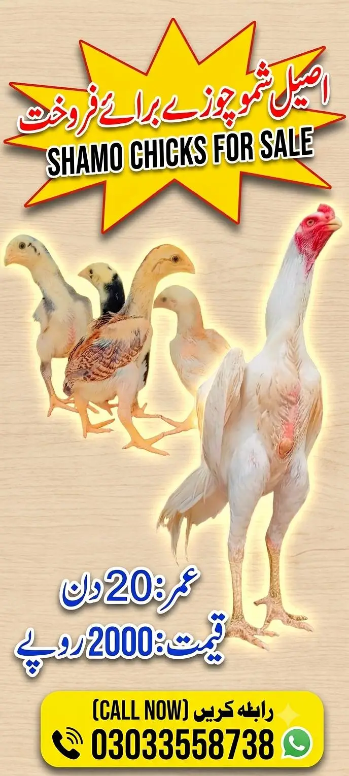  Pure Shamo Aseel Chicks For Sale!  — photo 6