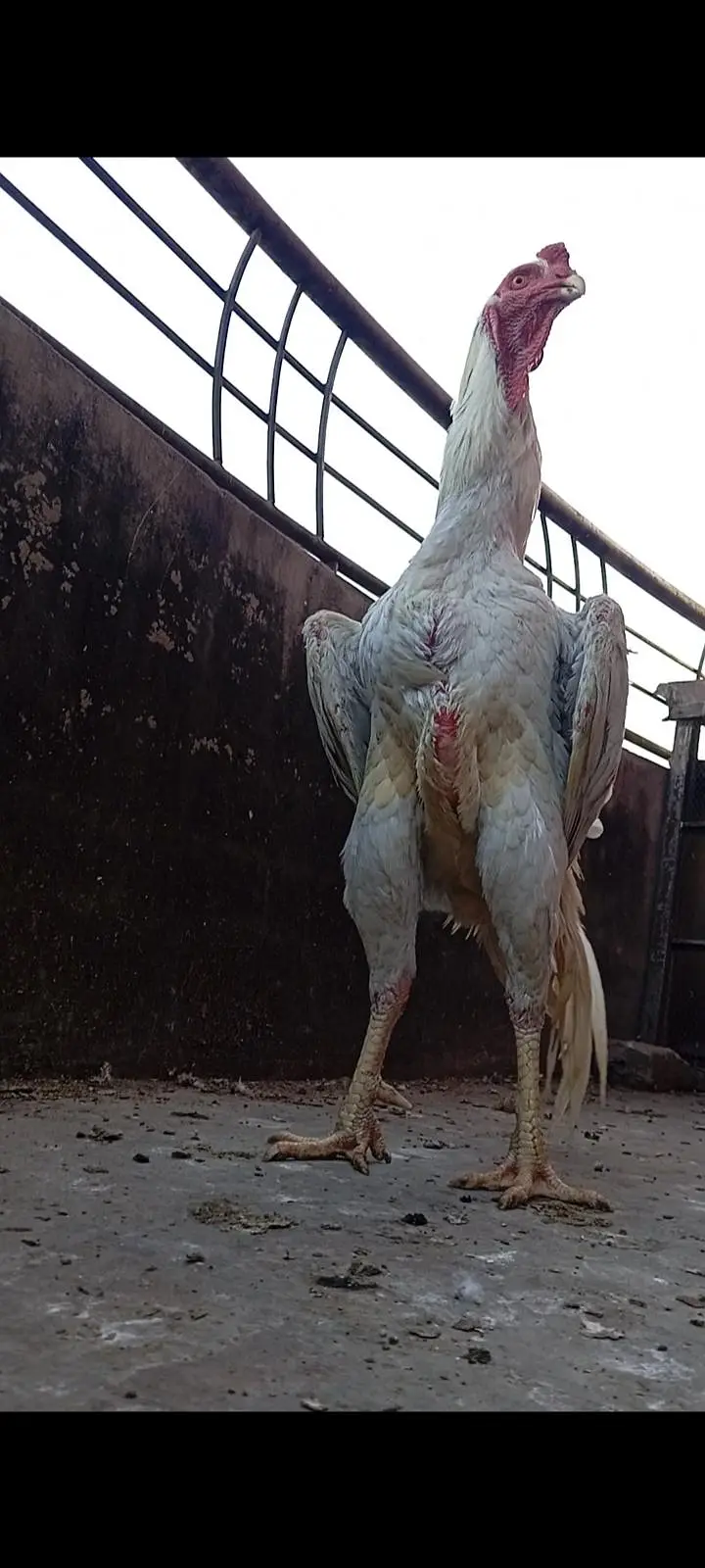  Pure Shamo Aseel Chicks For Sale!  — photo 7