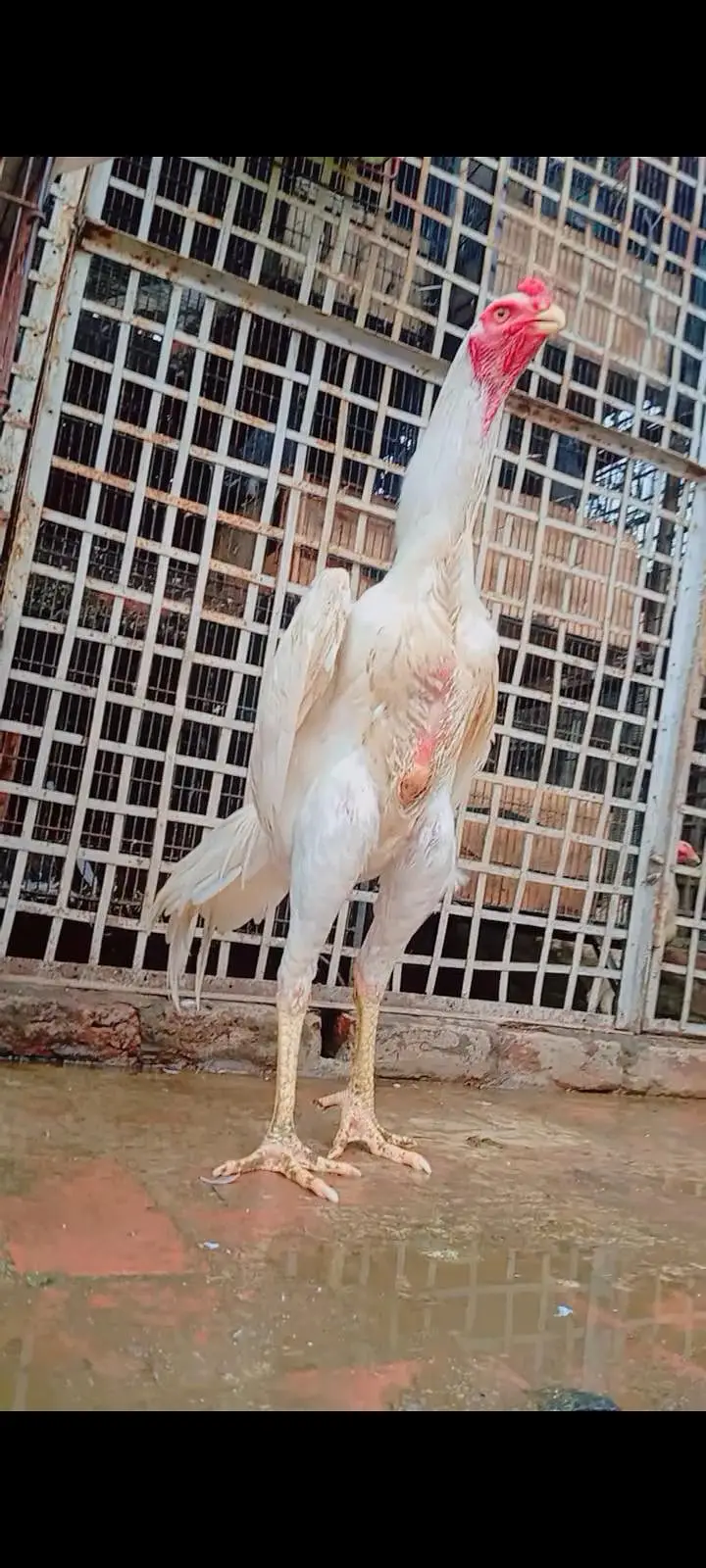  Pure Shamo Aseel Chicks For Sale!  — photo 8