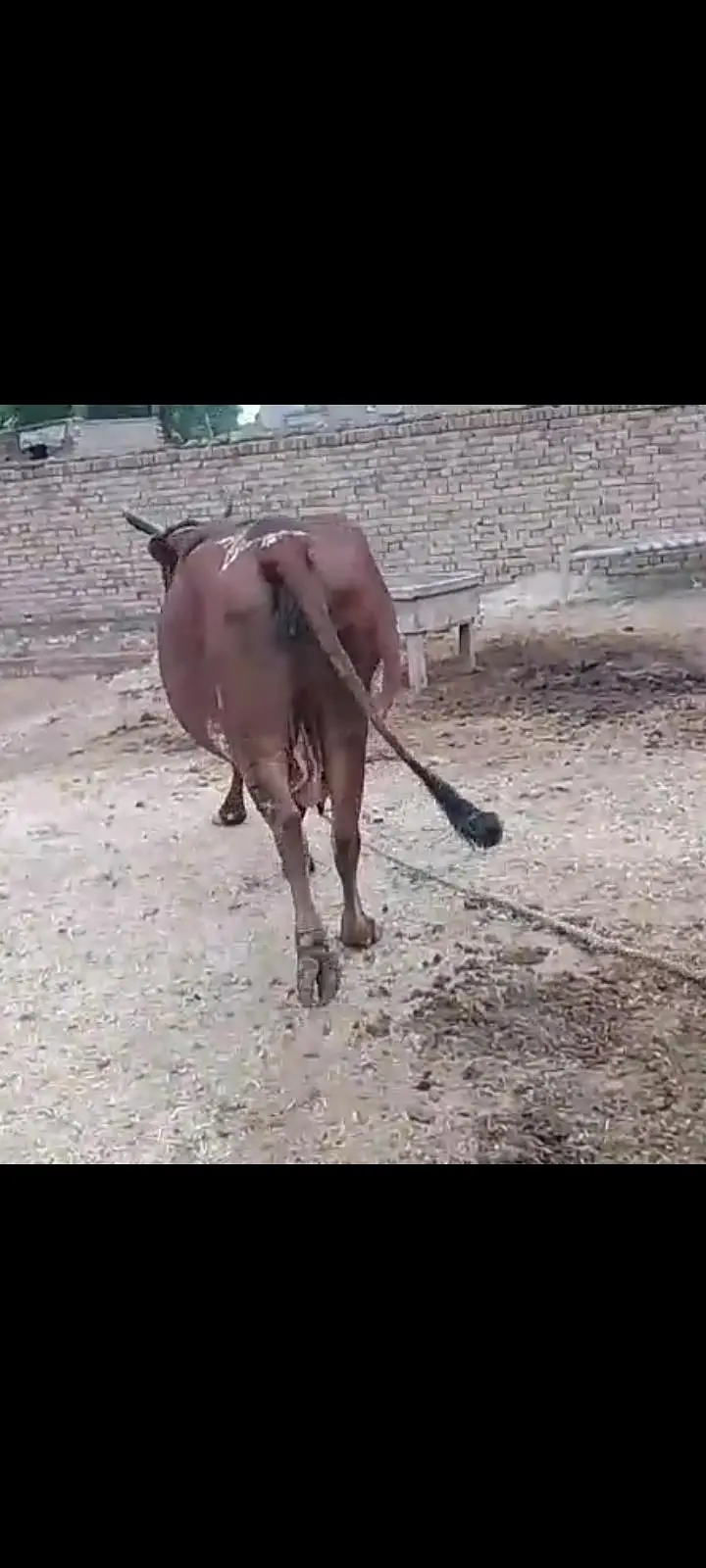 waltar sahiwal cross — photo 4
