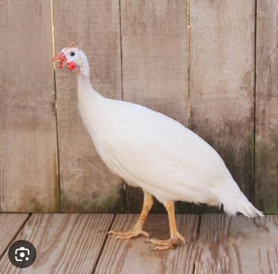 white fancy china hen