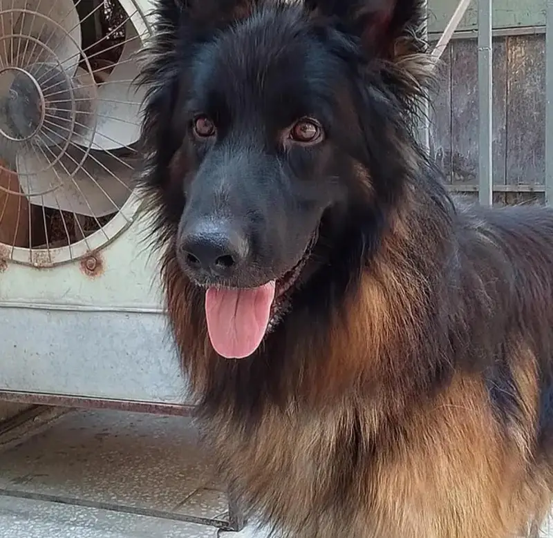 German Shepherd Male – Home Raised & Well Trained ,, 03369794037 — photo 2