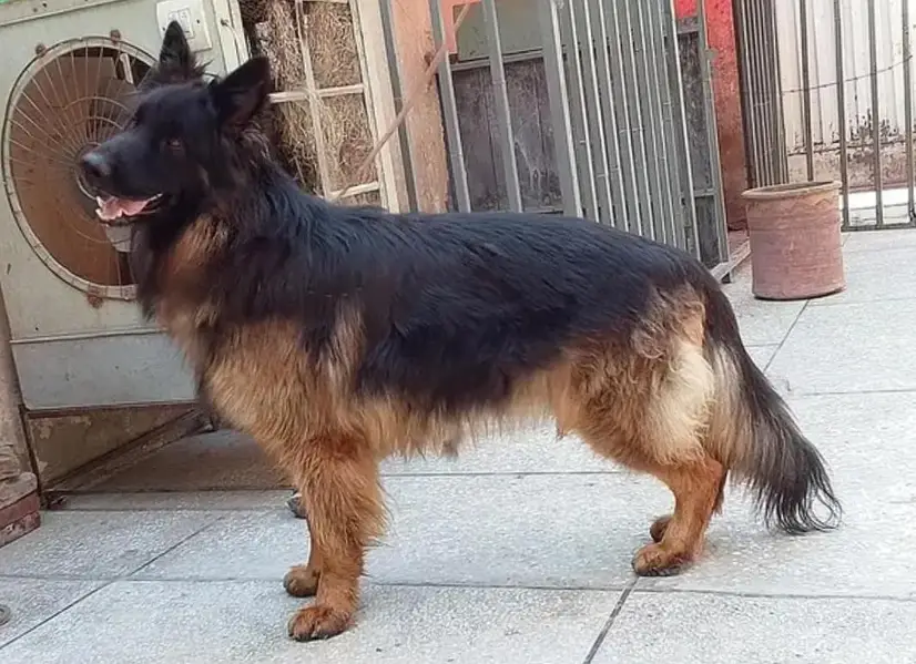 German Shepherd Male – Home Raised & Well Trained ,, 03369794037 — photo 3