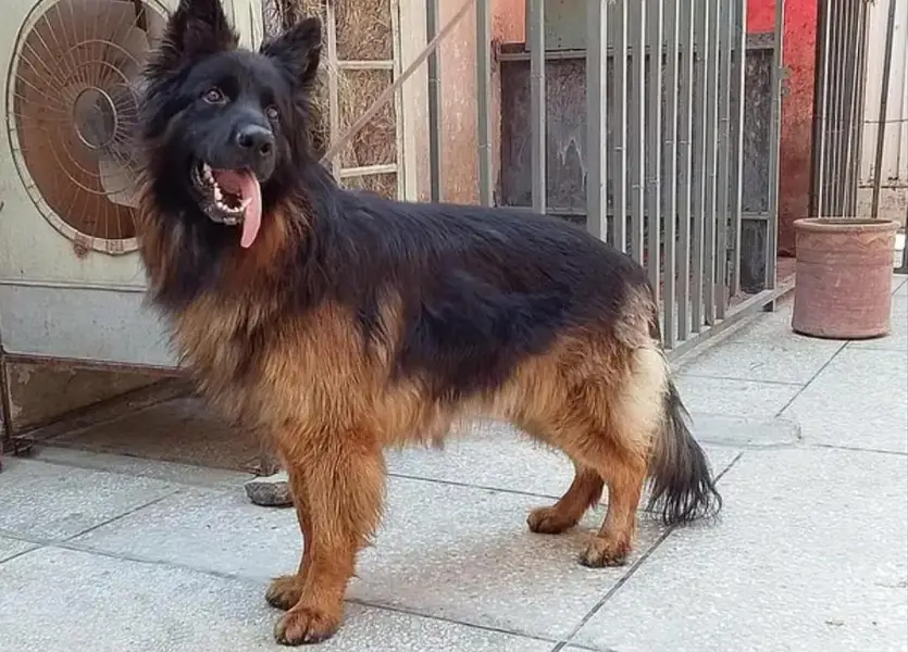 German Shepherd Male – Home Raised & Well Trained ,, 03369794037 — photo 4
