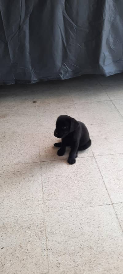 Pedigree  Labrador