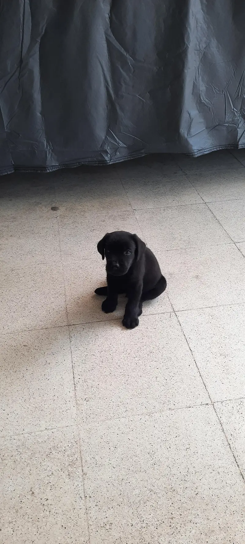 Pedigree  Labrador — photo 2