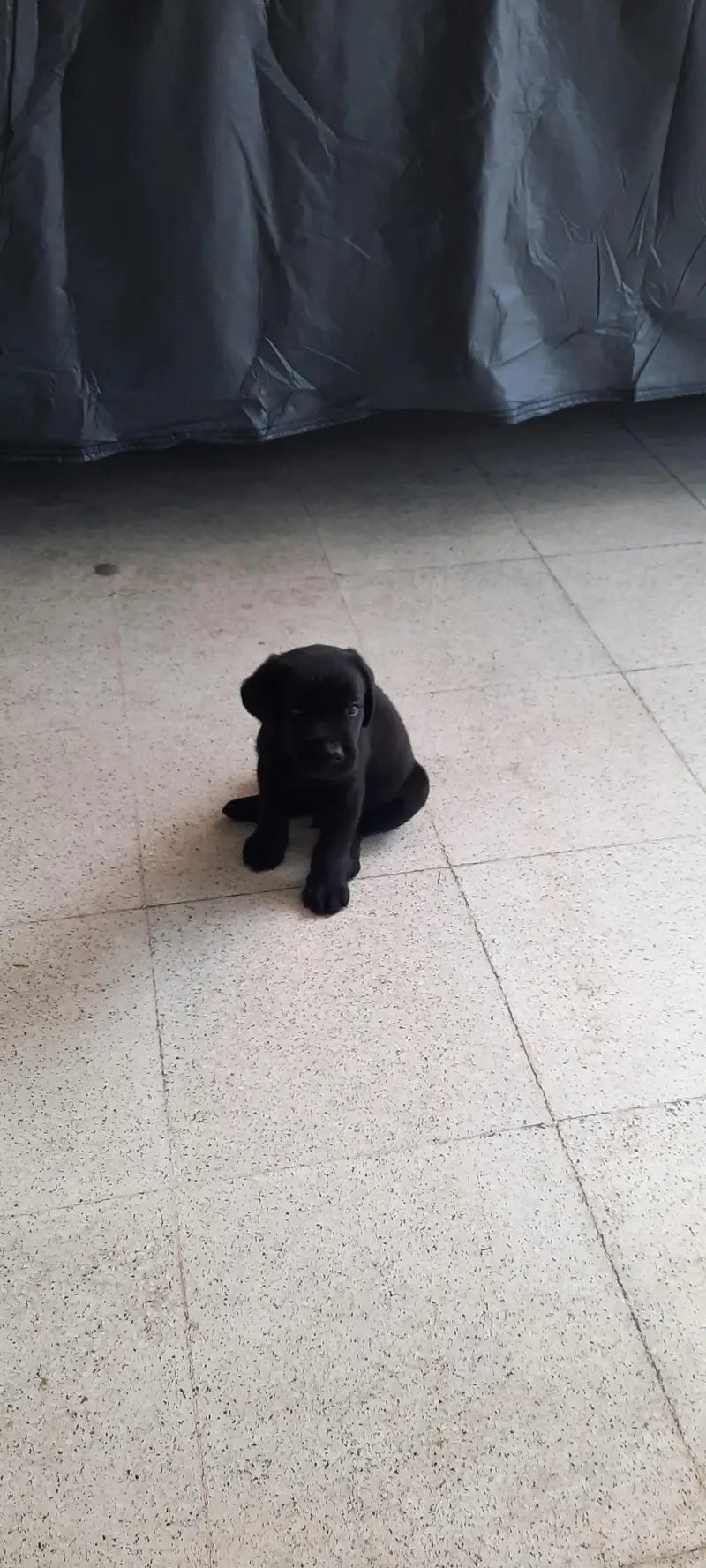 Pedigree  Labrador — photo 3