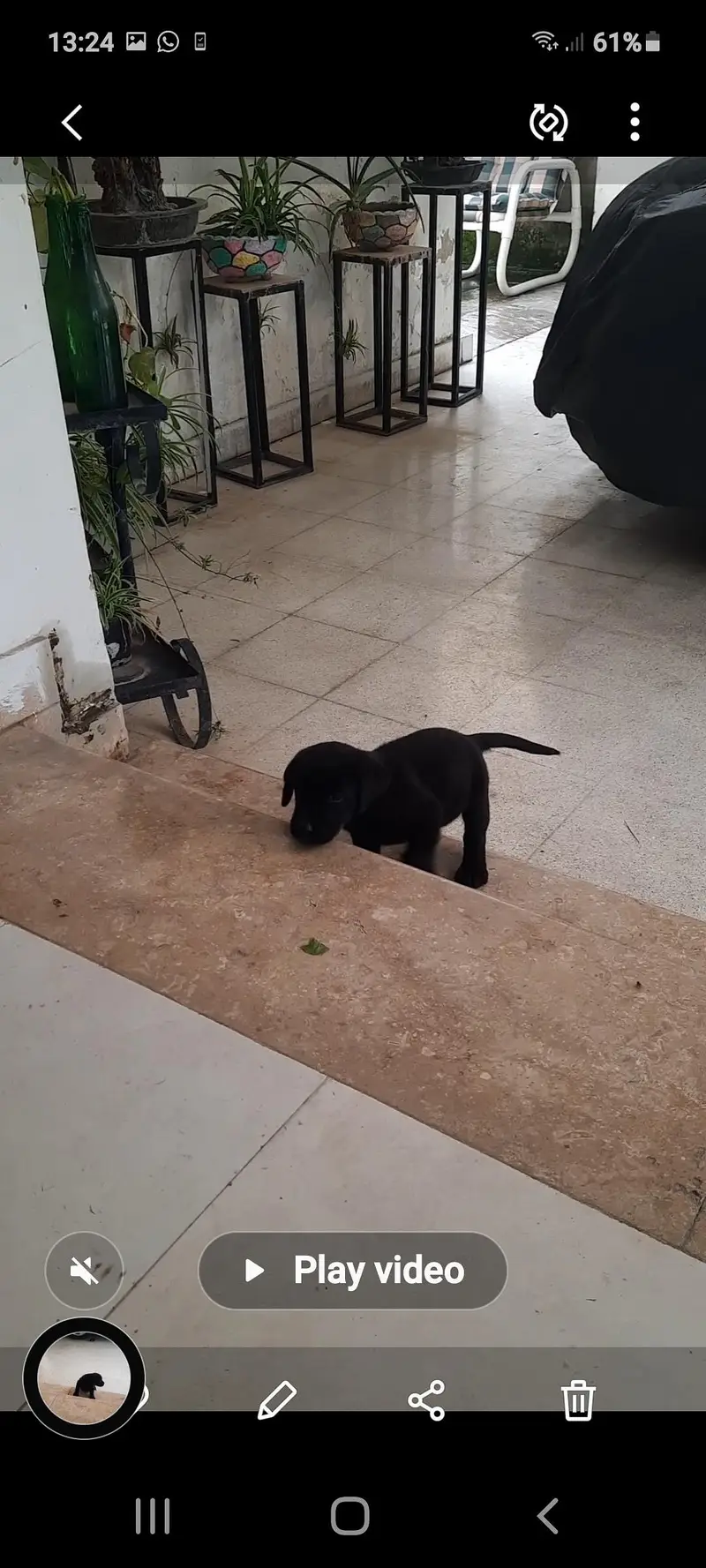Pedigree  Labrador — photo 4