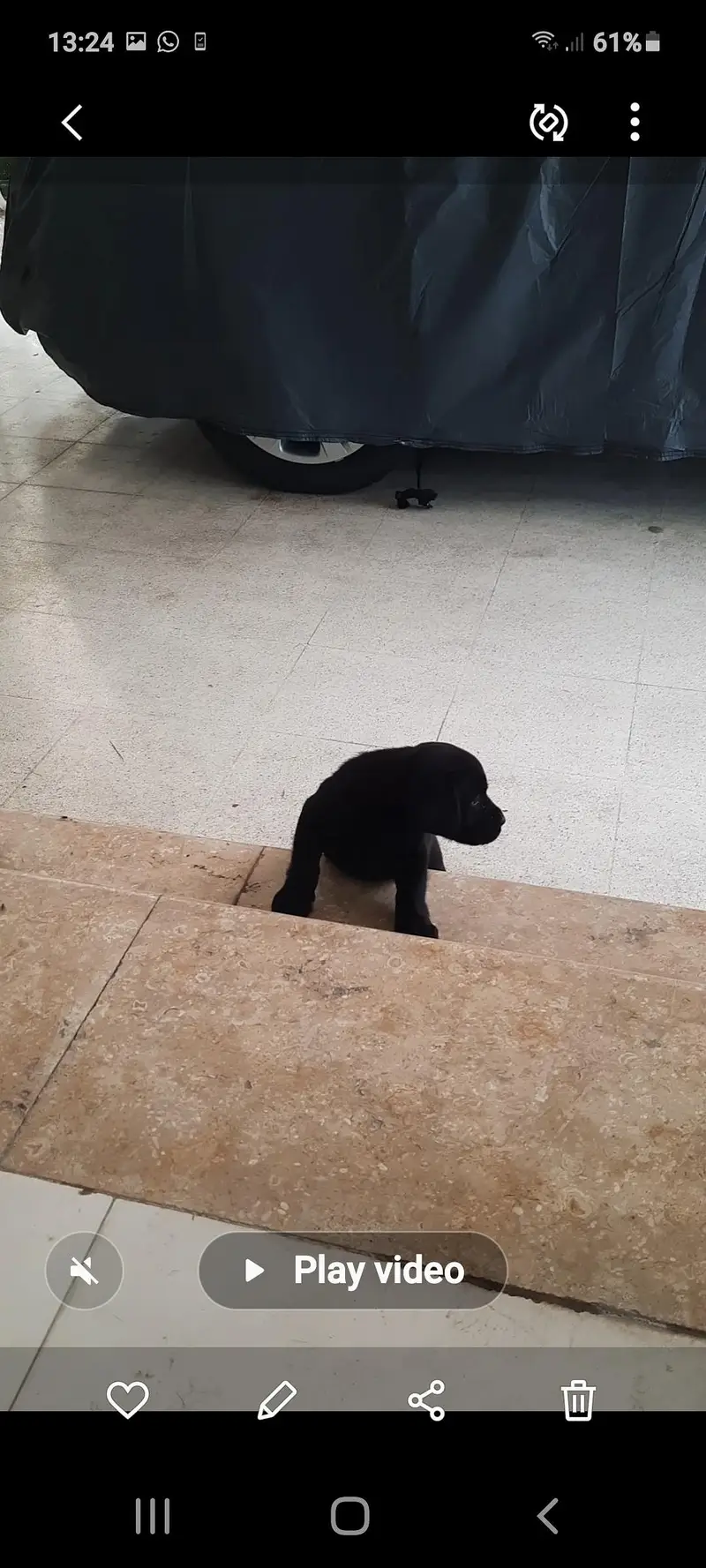 Pedigree  Labrador — photo 5