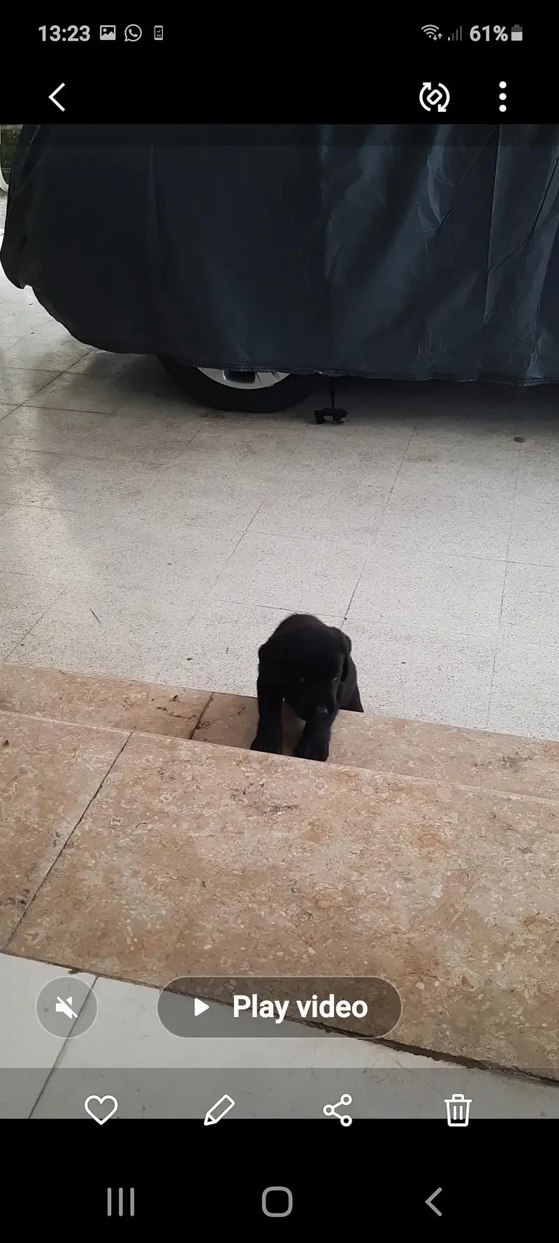 Pedigree  Labrador — photo 6