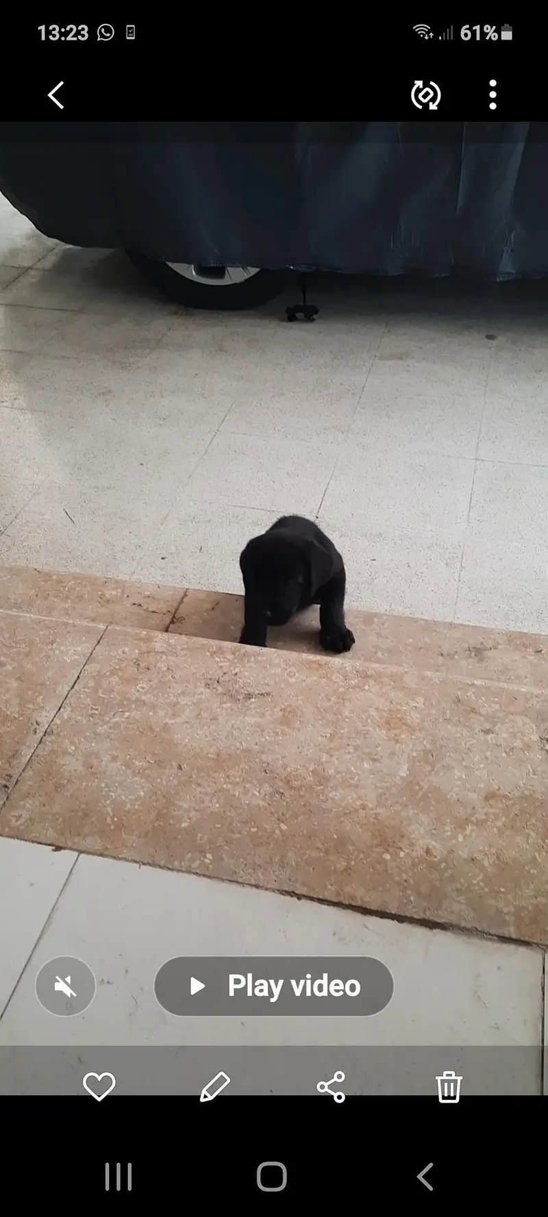 Pedigree  Labrador — photo 7