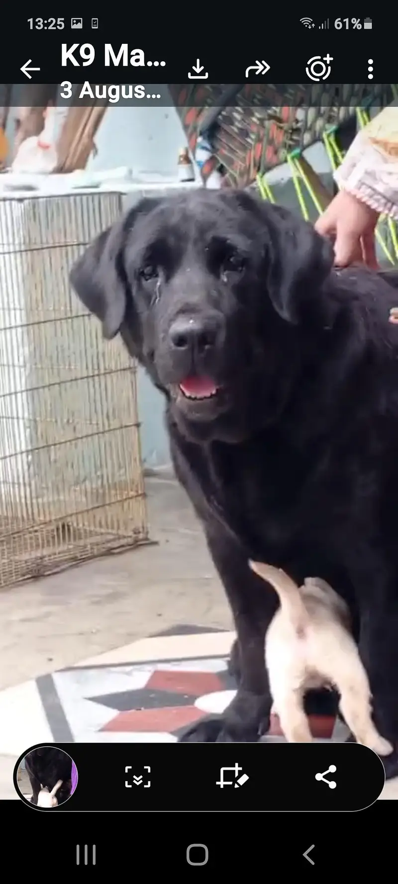 Pedigree  Labrador — photo 8