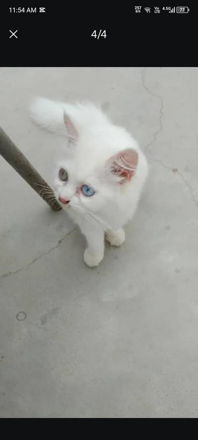 Persian male kitten
