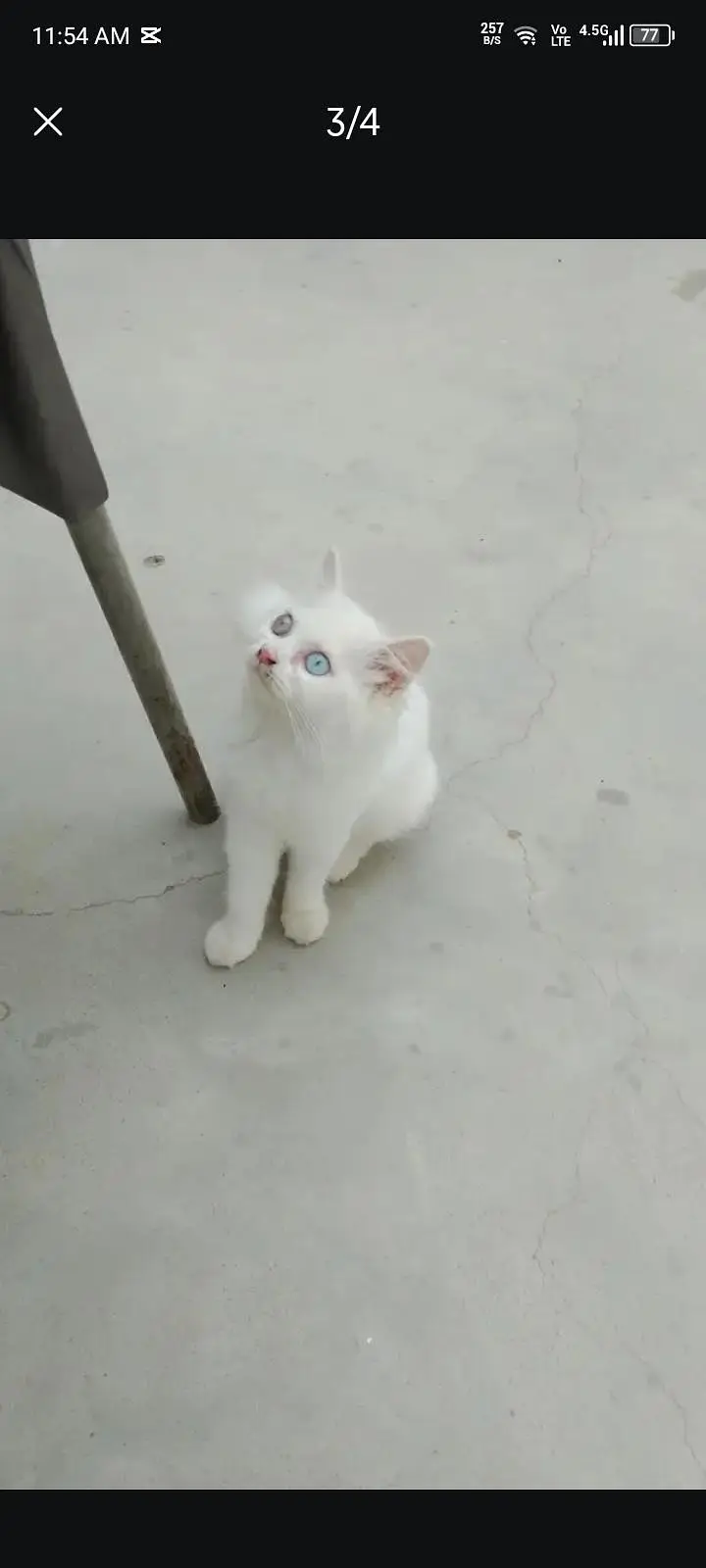 Persian male kitten — photo 2