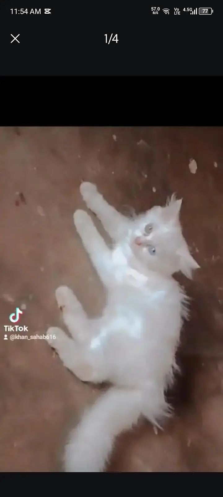 Persian male kitten — photo 3