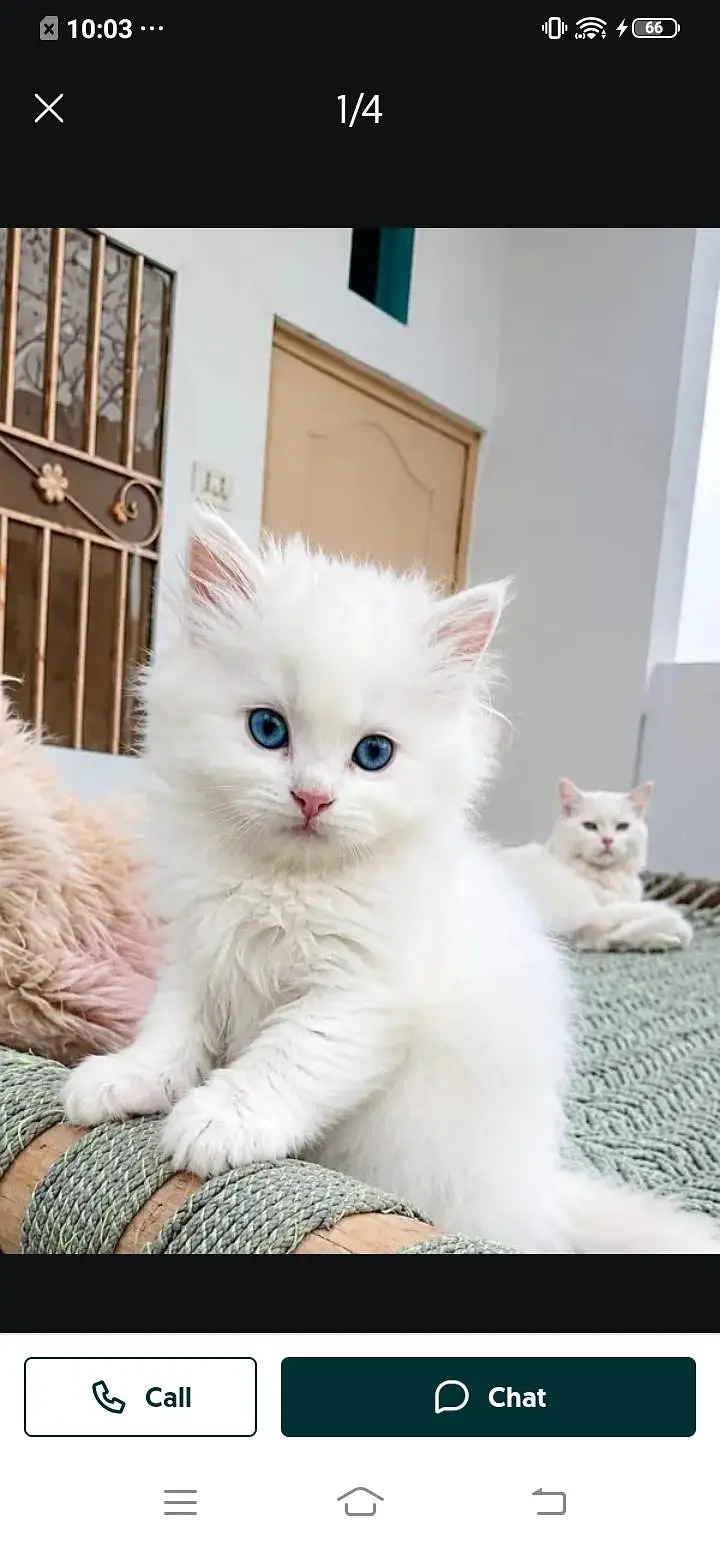 Persian cat for sale male or female my WhatsAppnumber33=44=59=12=04 — photo 2