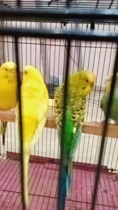 exi size male and lotino under size female