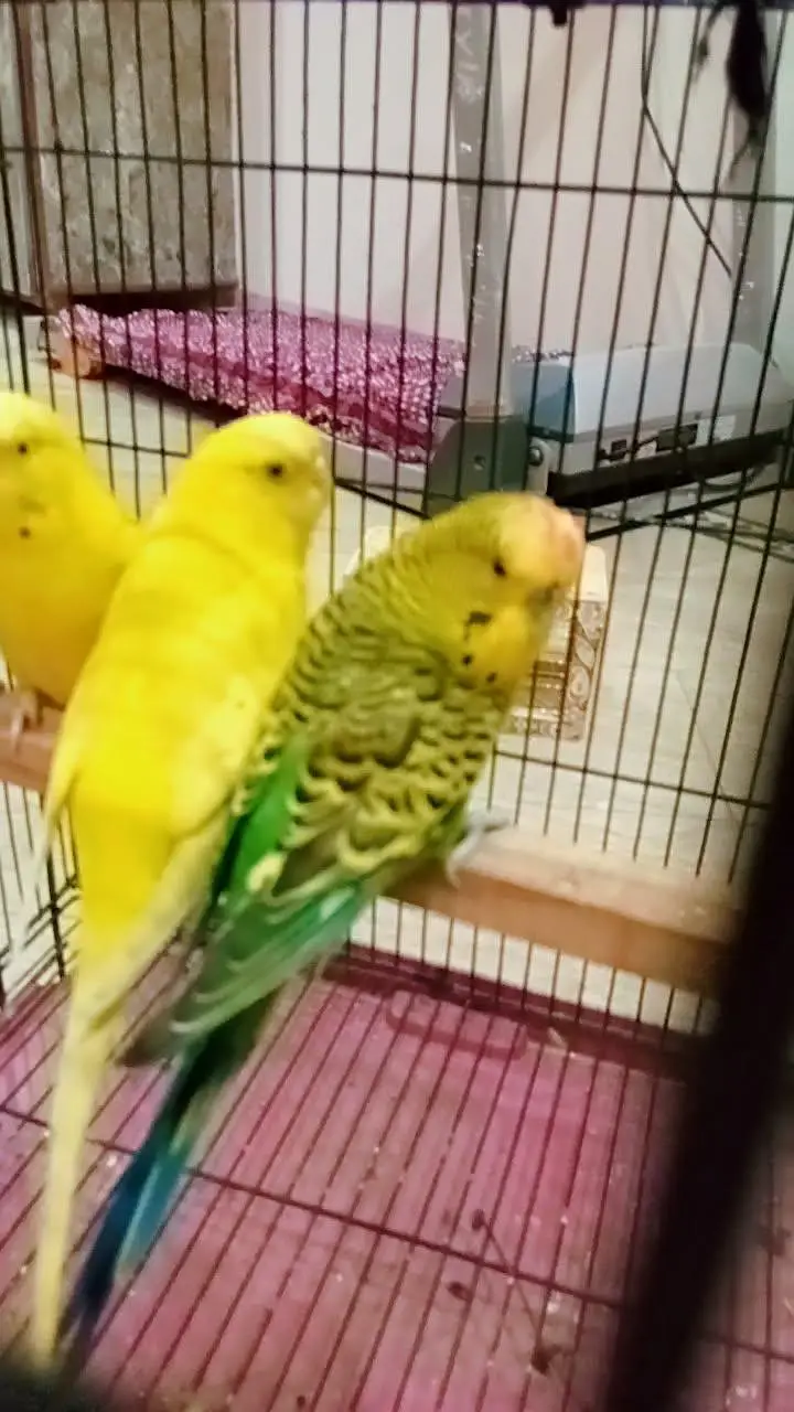 exi size male and lotino under size female — photo 2