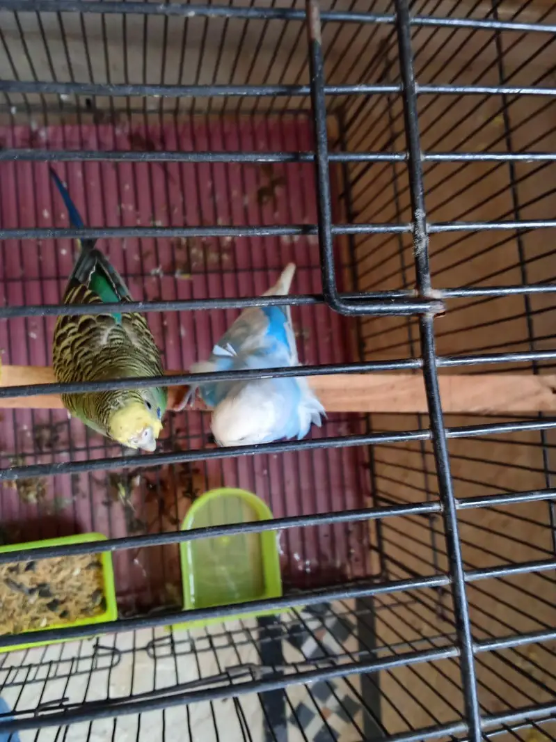 exi size male and lotino under size female — photo 3