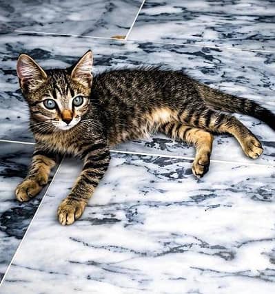tabby American shorthair cat