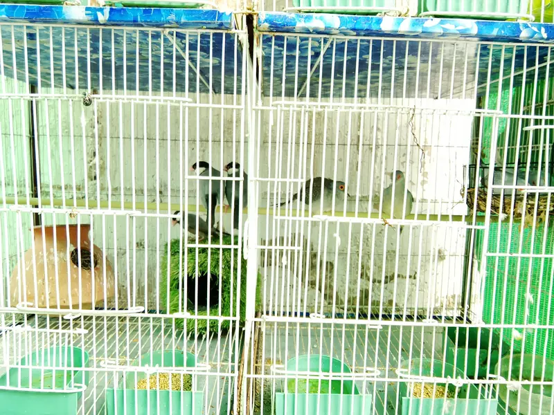 Cage with Birds. — photo 2