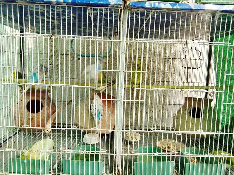 Cage with Birds. — photo 3