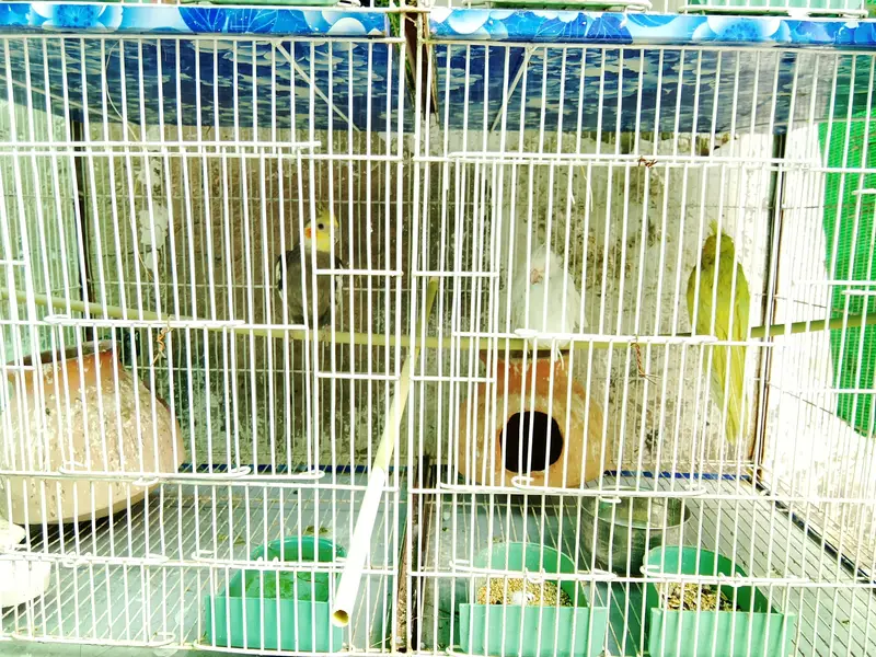 Cage with Birds. — photo 4