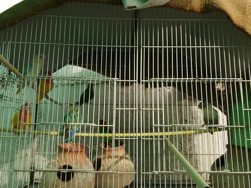 Cage with Birds. — photo 5