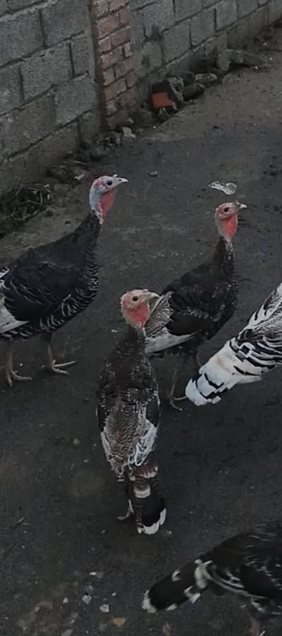 turkey male