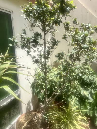 Imported ,big healthy plants for sale
