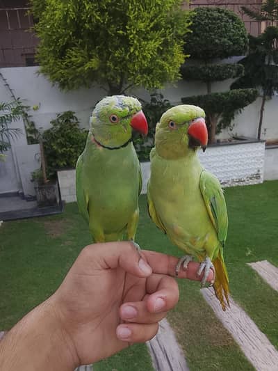 Ringneck for sale male female not kanfaram0315/5097/807